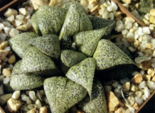 Новые имена видов из рода Хоуэртия. Часть I