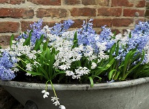 Весна в горшке