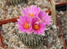 Раритеты кактусов пустыни Чиуауа. Часть I