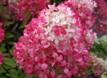 Выбираем сорта гортензии метельчатой