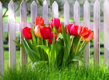 Как сохранить красоту тюльпанов на многие годы