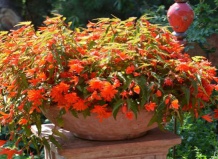 Ампельная бегония на балконе – залог страстного лета