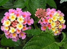 Лантана – яркие краски для летнего сада 