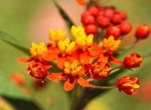 Теплолюбивые контейнерные растения