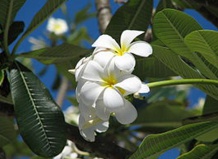 Плюмерия - символ тропических островов