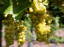 Столовый виноград – выращивание в саду имеет смысл