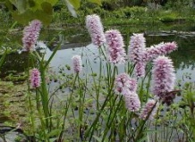 Известный и недооцененный горец.