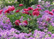  10 лучших многолетников для глинистой почвы 