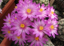 Крупноцветковые маммиллярии ряда Лонгифлора. Часть 1