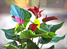 Идеальные цветы ко дню учителя 