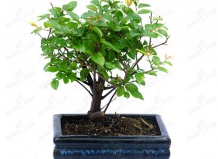 Комнатные растения для мужчин!