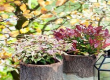 Загадочная красота леукотоэ 