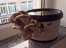 Как растить грибы дома (для начинающих)