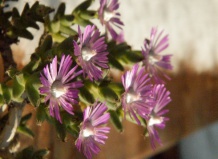 Триходиадемы – «розы пустыни» среди суккулентов