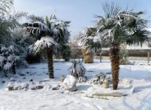 Как зимуют пальмы