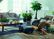 Стильные комнатные гиганты с шармом
