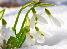 Что нужно знать о подснежниках