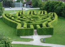 Живые изгороди и топиари из граба