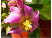 Непохожий на другие кактусы род Переския