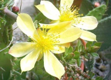 Кустарниковидные кактусы рода Перескиопсис