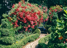 Новый взлет старых садов