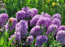Гиацинты и их прекрасные спутники в саду