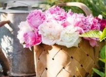 Пионы – посадка, уход, обрезка 