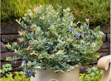 Выращивание ягод в контейнерах 