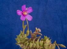 Суккуленты рода Анакампсерос и их родичи