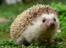 Представители дикой природы в саду 