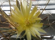 Лейхтенбергии – кактусы похожие на агавы