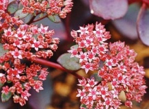 Такие разные очитки