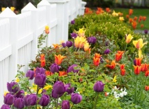 Основы ухода за садом 