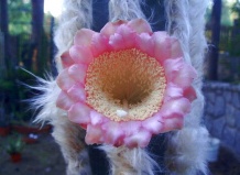 «Волосатые» кактусы рода Пилозоцереус