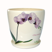 Грація №1 білий Орхідея купить