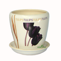 Грація №4 білий Тюльпан купить