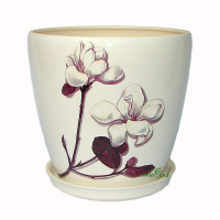 Грація №1 білий Магнолія купить