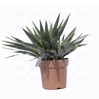 Юкка купить