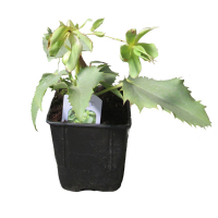 Морозник (Hell silver dollar) купить