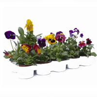 Віола (Анютині очі) купить