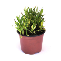 Смолка купить