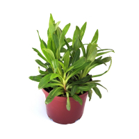 Гелениум купить