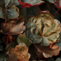 Гейхера Карнавал Блек Олів купить