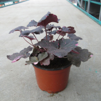 Гейхера (Heuhera) купить