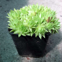 Семпервівум купить