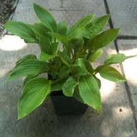 Хоста подорожникова купить