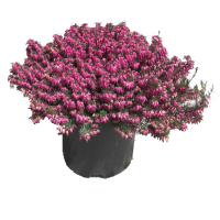 Еріка (Erica Nathalie) купить