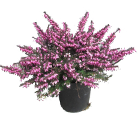 Еріка (Erica Gracilis) купить