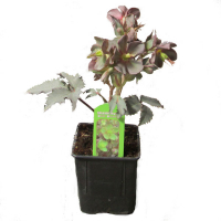 Морозник (Hell silver dollar) купить