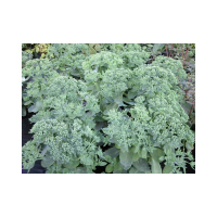 Седум (Очиток) купить